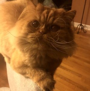 Meet your Posher, Tricia